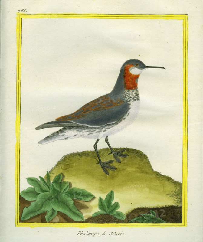 Red-necked Phalarope