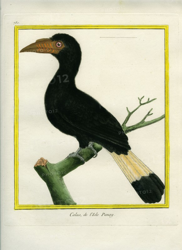 Tarictic Hornbill