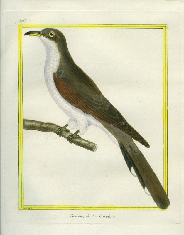 Yellow-billed Cuckoo