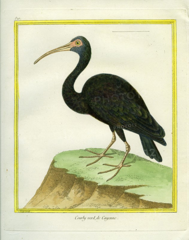 Green Ibis