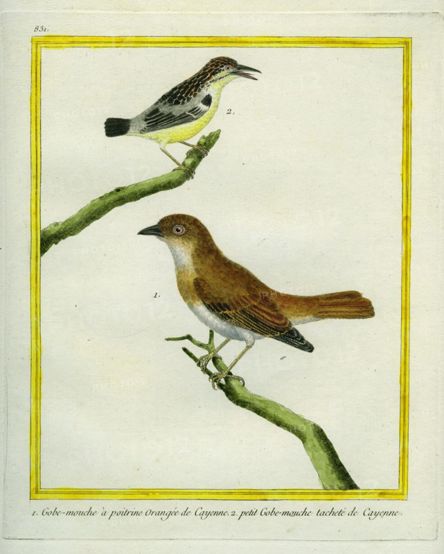 Red-breasted Flycatcher and le petit Gobe-Mouche tacheté de Cayenne