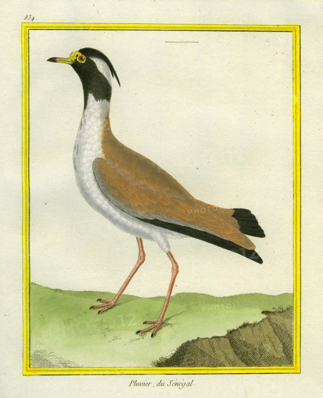 Black-headed Lapwing