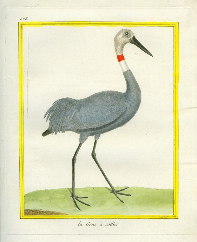 La Grue à collier