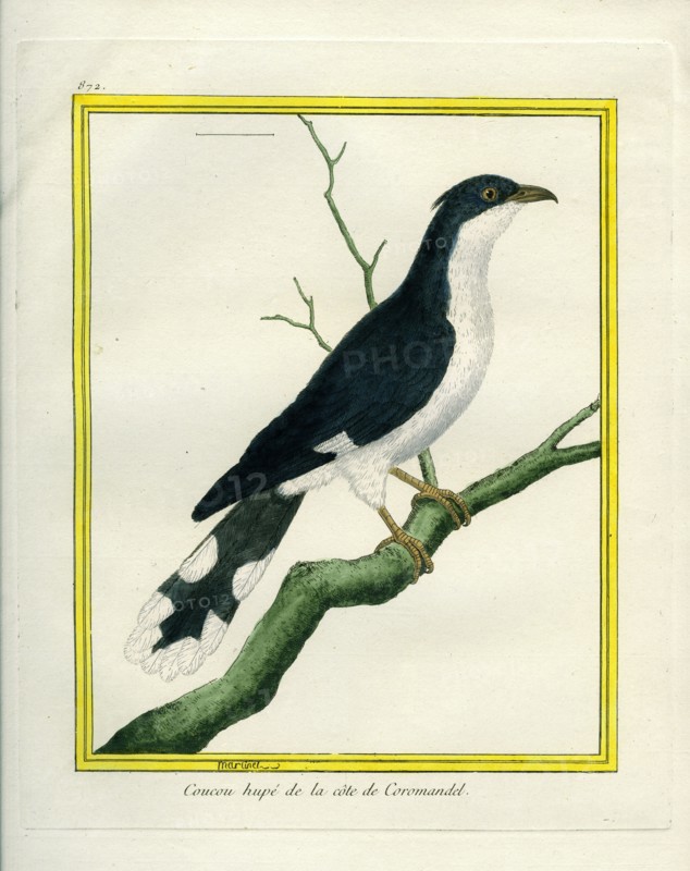 Jacobin Cuckoo