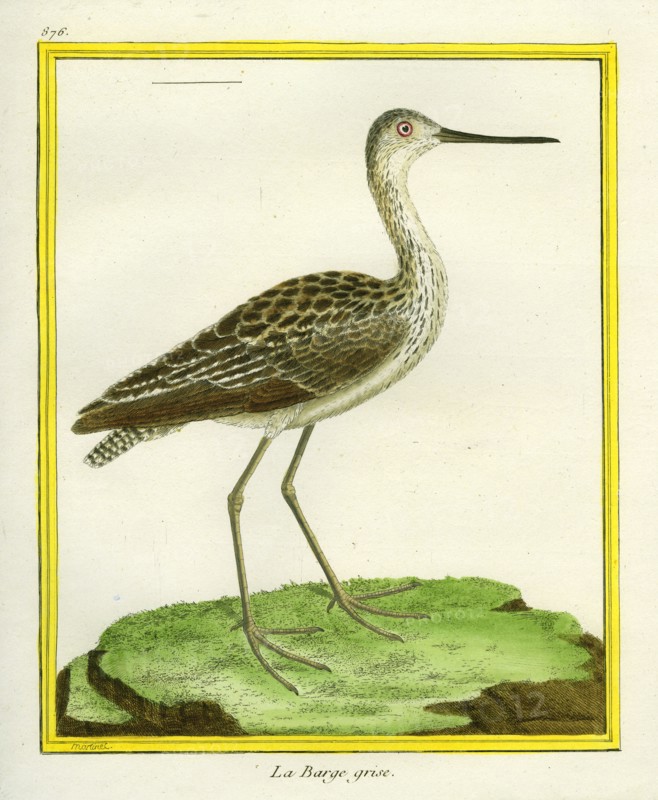 Marbled Godwit