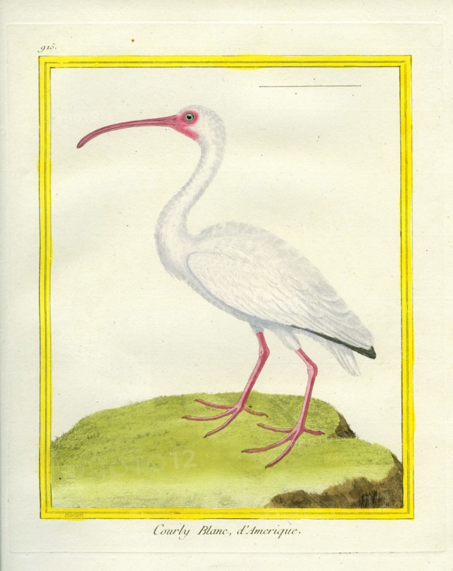 Le Courlis Blanc d'Amérique
