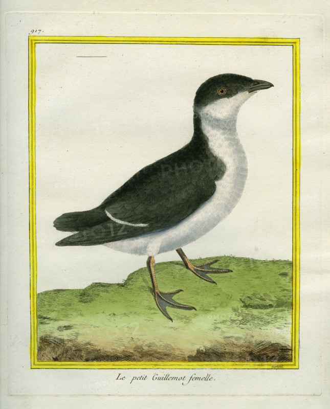 Female Guillemot