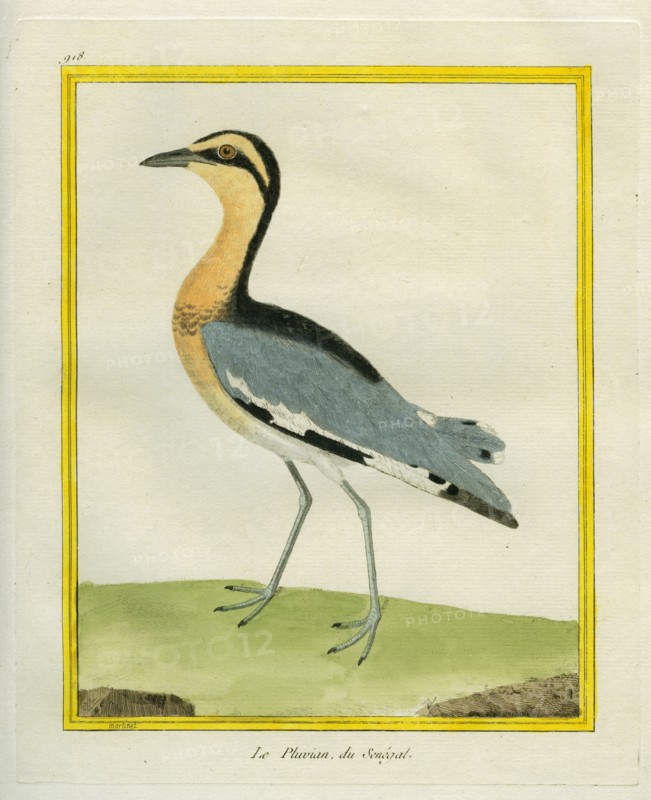 Senegal Lapwing