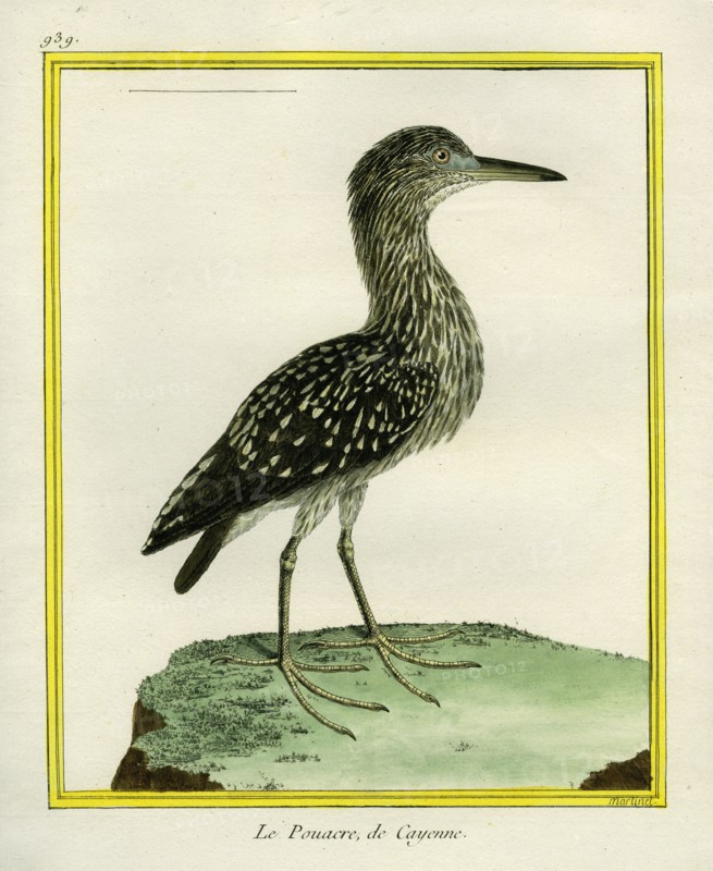 Forest Bittern