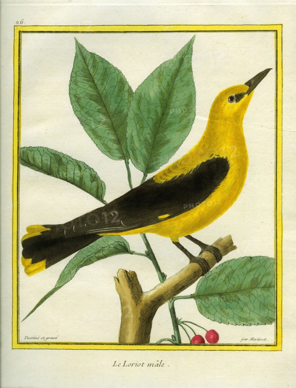 Male South American Yellow Oriole