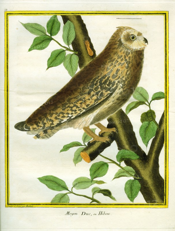 Long-eared Owl
