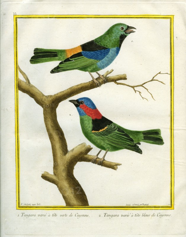 Le Tangara varié à tête verte et à tête bleue de Cayenne