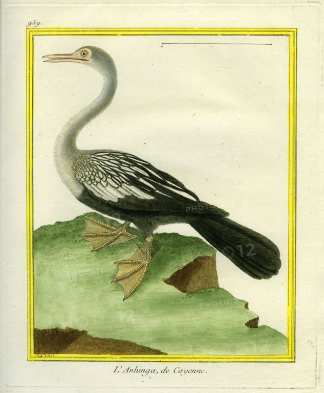Anhinga