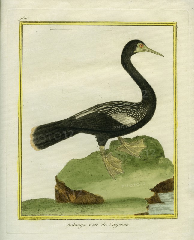 Black Anhinga