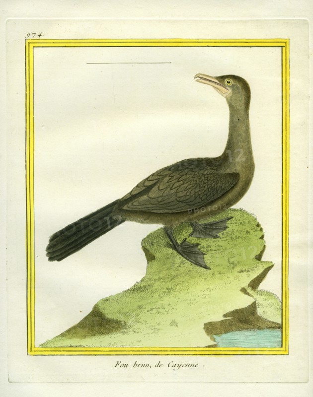 Brown Booby