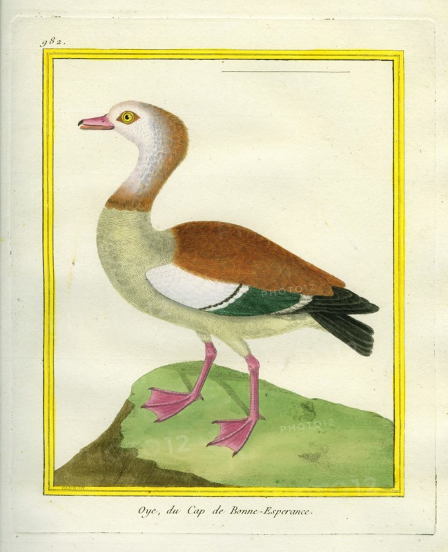 Egyptian Goose
