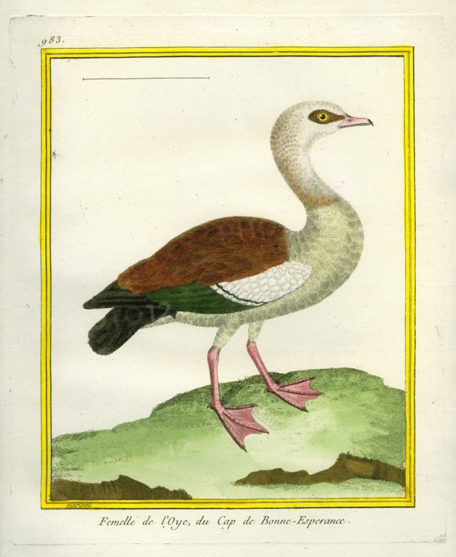 Female Egyptian Goose