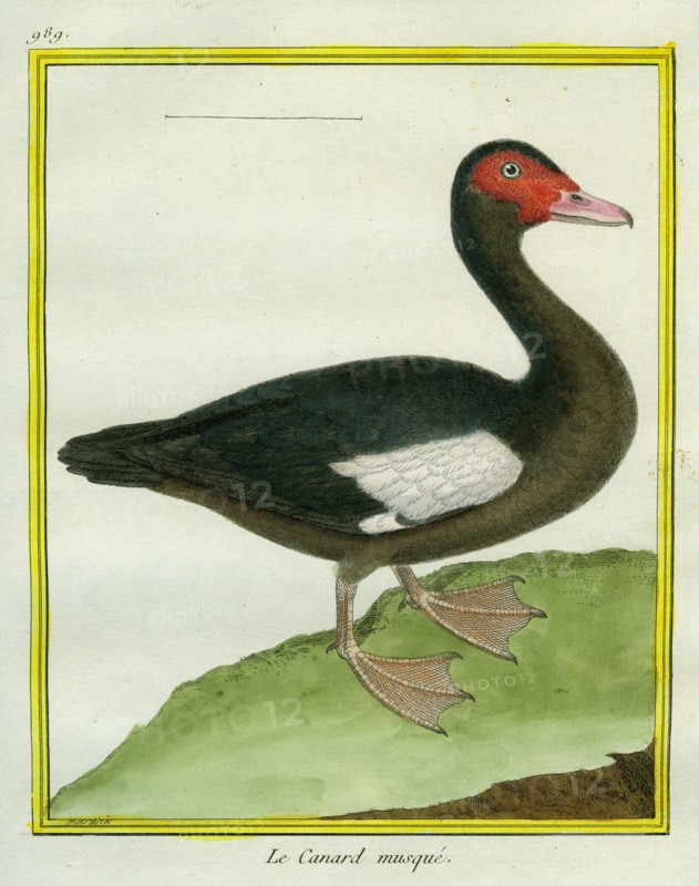Le Canard musqué
