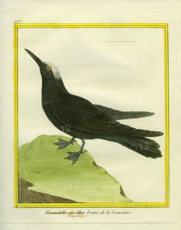 Black Noddy