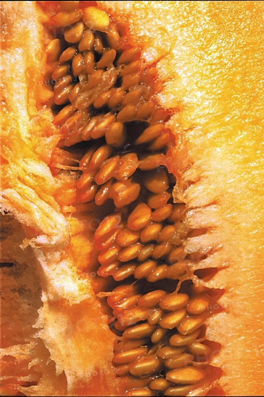 Chair d'un melon, gros plan