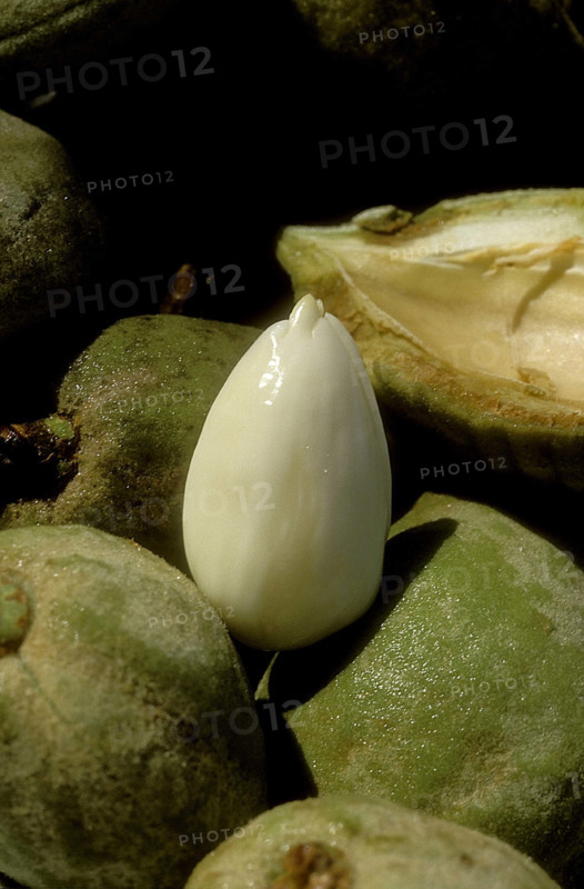 Amandes