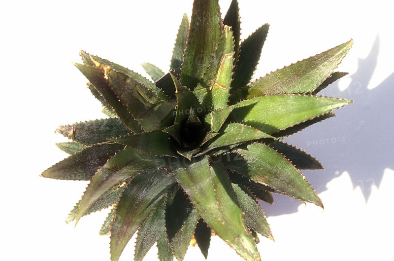 Ananas