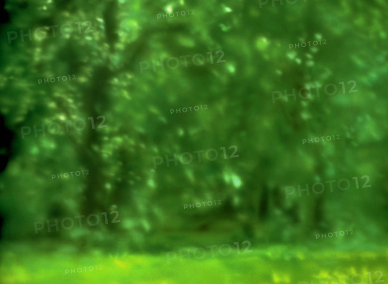 Painted canvas tarp. Vegetation