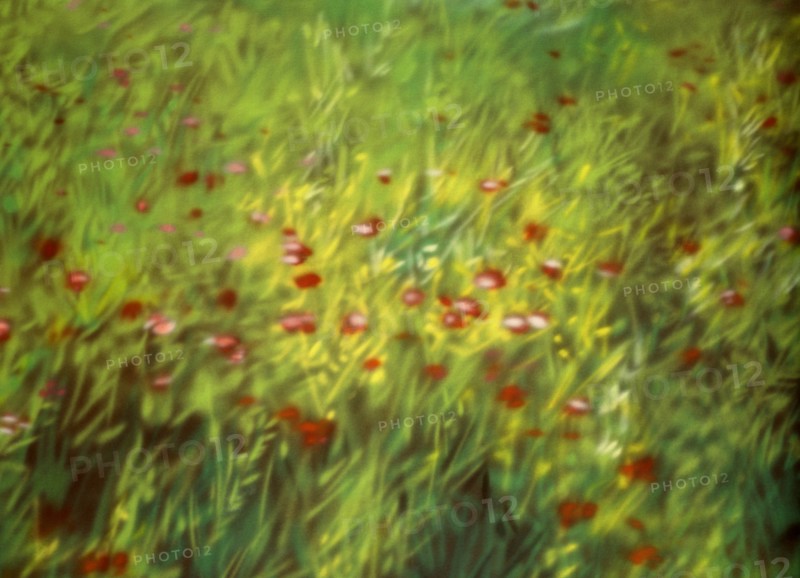 Painted canvas tarp. Vegetation