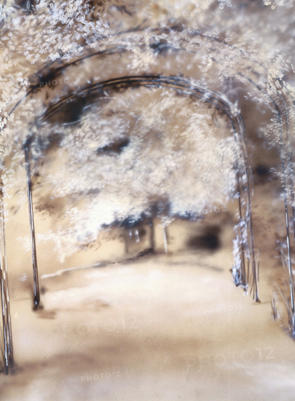 Painted backdrop. Park with foliages