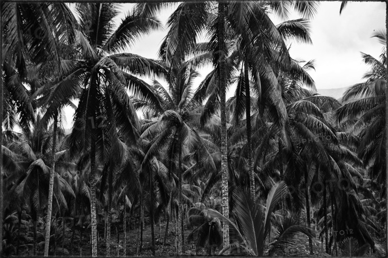 Reportage in Jamaica