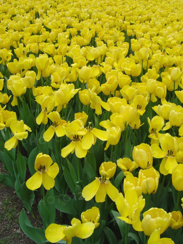 New-York (USA), Manhattan, Central Park, printemps, tulipes jaunes