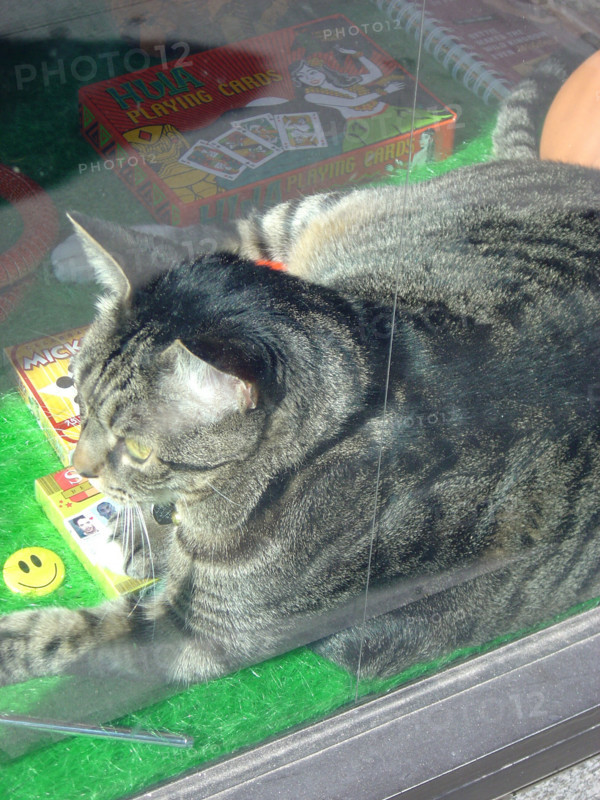 New-York (USA), Manhattan, chat de New-York, en vitrine
