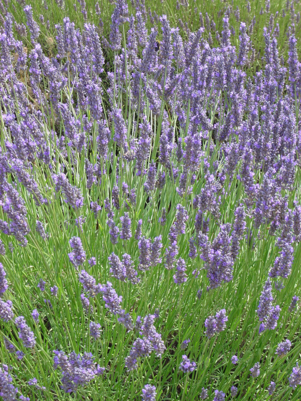 Luberon