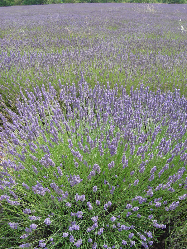 Luberon