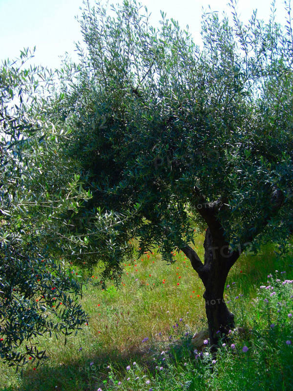 Provence