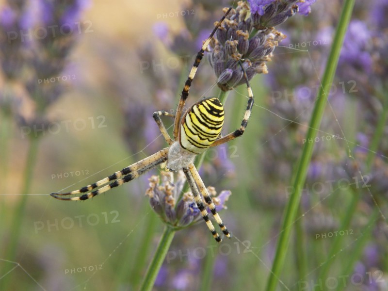 Provence, araignée dans les lavandes en fleur