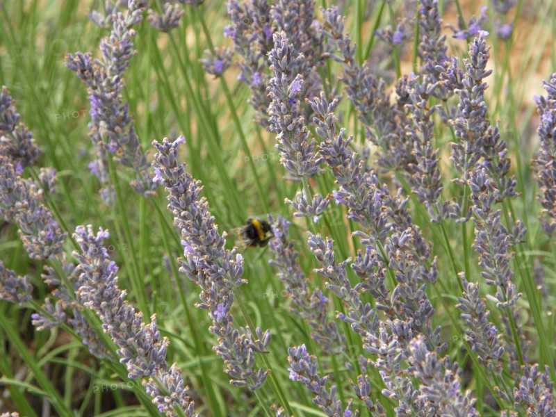 Provence, lavandes en fleurs, abeilles