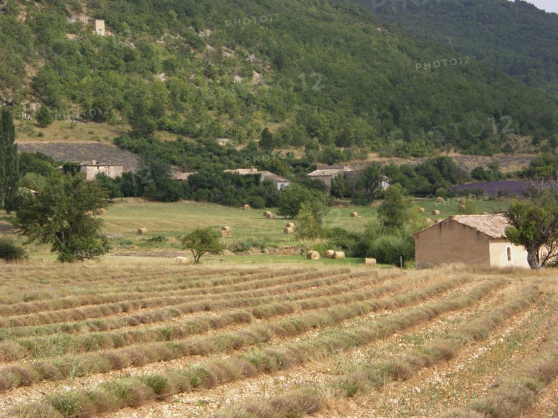 Provence, champs de lavande et collines provencales, meules de foin