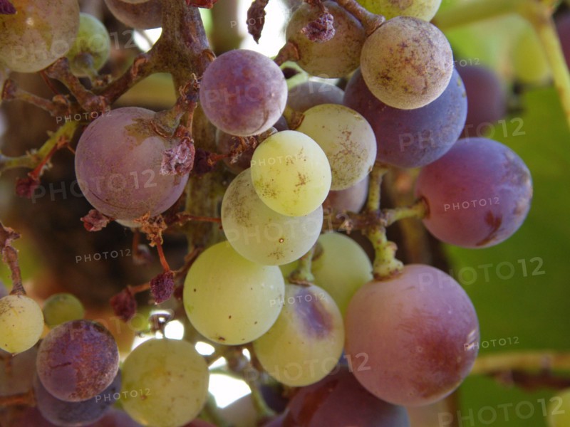 Provence, raisins de Provence