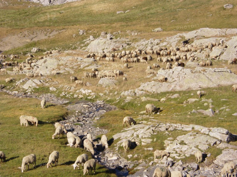 Provence314 Transhumance d'été en montagne, brebis, berger, moutons