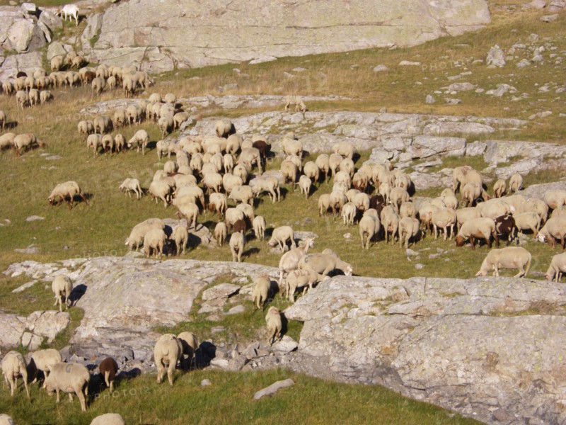 Provence315 Transhumance d'été en montagne, brebis, berger, moutons