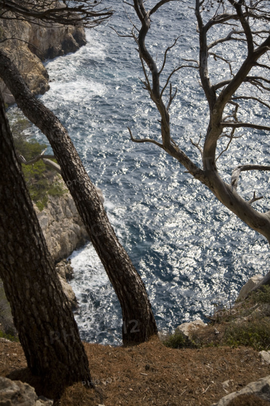 Provence362 Provence, côte méditerranéenne, calanque, crique, pin maritime, pinède, mer Méditerranée