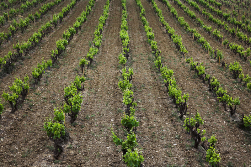 Provence426 Provence, village, vignoble, vignes de vin de Bandol