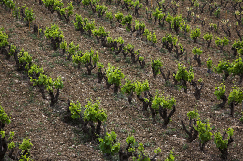 Provence427 Provence, village, vignoble, vignes de vin de Bandol