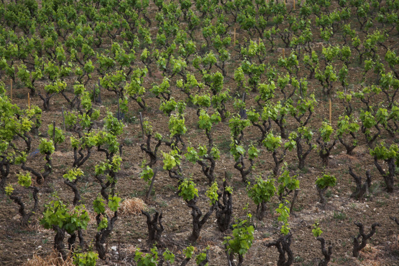 Provence428 Provence, village, vignoble, vignes de vin de Bandol