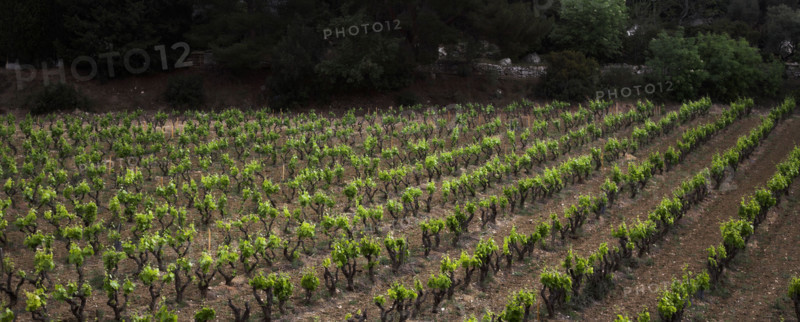 Provence429 Provence, village, vignoble, vignes de vin de Bandol