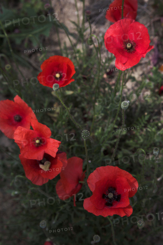 Provence432 Provence, coquelicots, Printemps