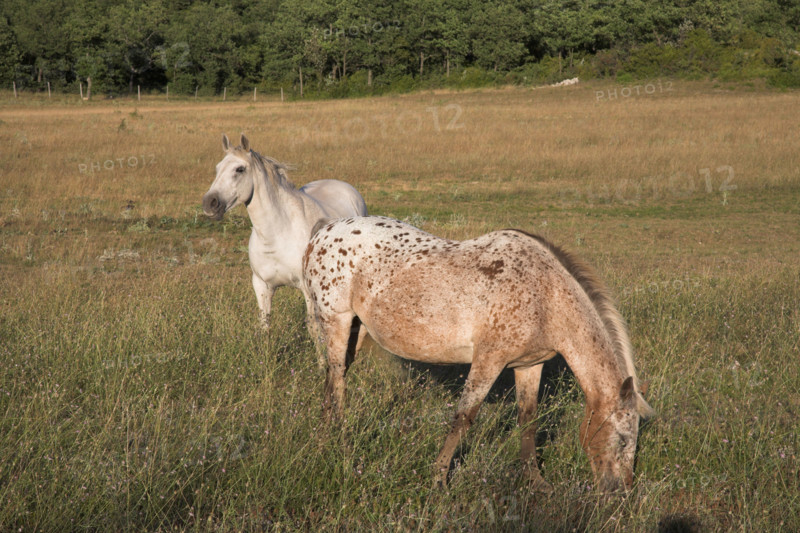 Provence465 Provence, Luberon, cheval blanc, chevaux