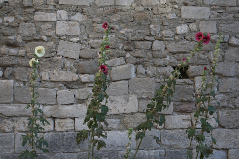Provence556 Provence, Luberon, village, ancien mur, roses trémières
