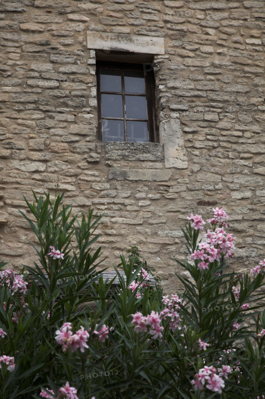 Provence567 Provence, Luberon, village, mur, fenêtre, lauriers roses, été
